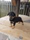 Rottweiler Puppies for sale in Klamath Falls, OR, OR, USA. price: NA