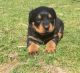 Rottweiler Puppies for sale in Branford, FL 32008, USA. price: NA