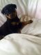 Rottweiler Puppies for sale in Belle Vernon, PA 15012, USA. price: $300