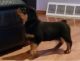 Rottweiler Puppies for sale in Denver, CO 80271, USA. price: NA