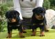 Rottweiler Puppies for sale in Louisville, KY 40241, USA. price: $300