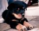 Rottweiler Puppies for sale in KY-227, Owenton, KY 40359, USA. price: NA