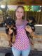 Rottweiler Puppies for sale in N US-59, Nacogdoches, TX 75965, USA. price: NA