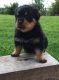 Rottweiler Puppies for sale in Pennsylvania Turnpike, Pennsylvania, USA. price: NA