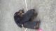 Rottweiler Puppies for sale in 402 Wabash St, Dublin, GA 31021, USA. price: NA