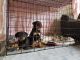 Rottweiler Puppies for sale in Ohio Pike, Cincinnati, OH, USA. price: $400