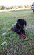 Rottweiler Puppies for sale in Scotland Neck, NC 27874, USA. price: NA