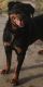 Rottweiler Puppies for sale in Spring Valley, WI, USA. price: $1,500