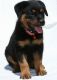Rottweiler Puppies for sale in Boston, MA, USA. price: NA