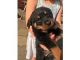 Rottweiler Puppies for sale in Delaware St, Huntington Beach, CA 92648, USA. price: NA