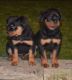 Rottweiler Puppies for sale in S Acansa Dr, Pueblo West, CO 81007, USA. price: NA
