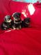 Rottweiler Puppies for sale in New Castle, PA, USA. price: $500