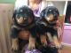 Rottweiler Puppies for sale in Oregon City, OR 97045, USA. price: NA