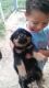 Rottweiler Puppies for sale in Dobbin, TX 77333, USA. price: NA