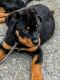 Rottweiler Puppies for sale in Harrah, OK, USA. price: $800