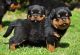 Rottweiler Puppies for sale in Tecate, CA 91987, USA. price: NA
