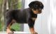 Rottweiler Puppies for sale in Mound, MN 55364, USA. price: NA
