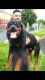 Rottweiler Puppies for sale in Erie, PA, USA. price: NA