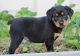 Rottweiler Puppies for sale in Georgetown, KY 40324, USA. price: NA