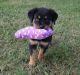 Rottweiler Puppies for sale in Glastonbury, CT, USA. price: NA