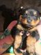 Rottweiler Puppies for sale in Lake Cormorant, Mississippi 38641, USA. price: NA