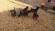 Rottweiler Puppies for sale in Allen St, New York, NY 10002, USA. price: NA