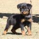 Rottweiler Puppies for sale in California Ave, Windsor, ON, Canada. price: NA