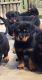 Rottweiler Puppies for sale in Delaware, OH 43015, USA. price: NA
