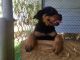 Rottweiler Puppies for sale in Sacramento, CA, USA. price: $638