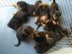 Rottweiler Puppies for sale in 10001 US-4, Whitehall, NY 12887, USA. price: NA