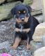 Rottweiler Puppies for sale in Brunswick, OH 44212, USA. price: NA