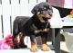 Rottweiler Puppies for sale in Salem, OR, USA. price: $650