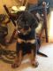 Rottweiler Puppies for sale in Florence St, Denver, CO, USA. price: $500
