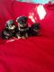 Rottweiler Puppies for sale in Fairhope Ave, Fairhope, AL 36532, USA. price: NA