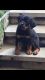 Rottweiler Puppies for sale in Airport Center Rd, Allentown, PA 18109, USA. price: NA