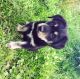 Rottweiler Puppies for sale in Airport Center Rd, Allentown, PA 18109, USA. price: NA