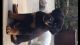 Rottweiler Puppies for sale in Airport Center Rd, Allentown, PA 18109, USA. price: $300