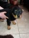 Rottweiler Puppies for sale in Delaware, OH 43015, USA. price: NA
