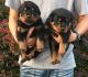 Rottweiler Puppies for sale in Pittsburgh, PA 15252, USA. price: NA