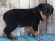 Rottweiler Puppies for sale in Abbeville, SC 29620, USA. price: NA