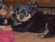 Rottweiler Puppies for sale in Charlotte, NC, USA. price: $400