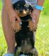 Rottweiler Puppies for sale in Garden City, ID, USA. price: NA