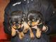 Rottweiler Puppies for sale in Orangeburg, SC 29115, USA. price: NA