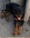 Rottweiler Puppies for sale in Bedford, PA 15522, USA. price: $850