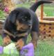 Rottweiler Puppies for sale in Orangeburg, SC 29115, USA. price: NA