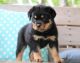Rottweiler Puppies for sale in Tinley Park, IL, USA. price: NA