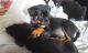 Rottweiler Puppies for sale in Seattle, WA 98185, USA. price: NA