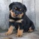 Rottweiler Puppies for sale in Canton, OH, USA. price: NA