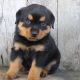 Rottweiler Puppies for sale in Canton, OH, USA. price: $845