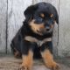 Rottweiler Puppies for sale in Canton, OH, USA. price: $845
